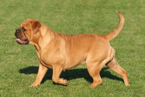 Bulldogman's Haja's Paula