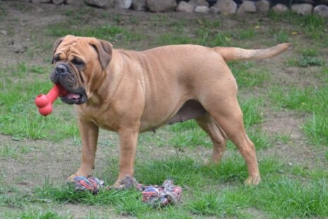 Bulldogman's Haja's Paula