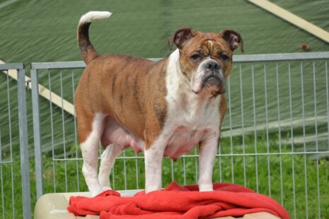 Seeblickbulls Frauke
