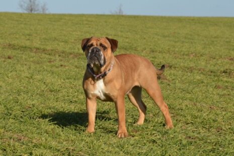Seeblickbulls Rosi