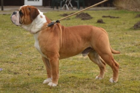 Bulldog-Bogeys EL BANDY