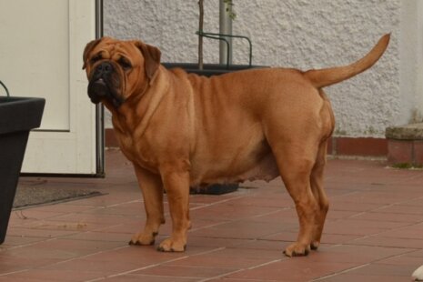 Bulldogman's Haja's Paula
