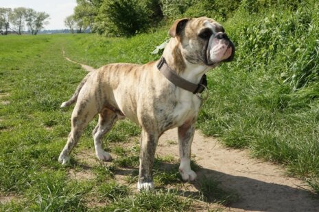 Bulldog-Bogeys Buttkes