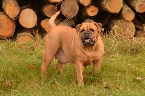 Bulldogman's Haja's Paula