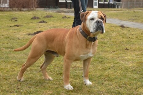 Seeblickbulls AL BRUNO