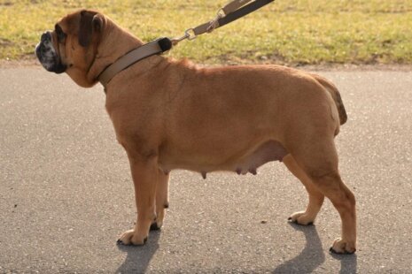 Seeblickbulls Rosi