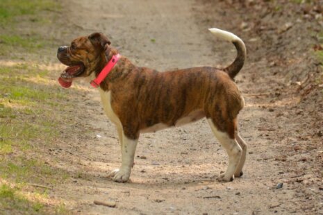 Seeblickbulls Frauke