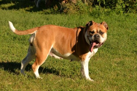 Seeblickbulls Charlotte
