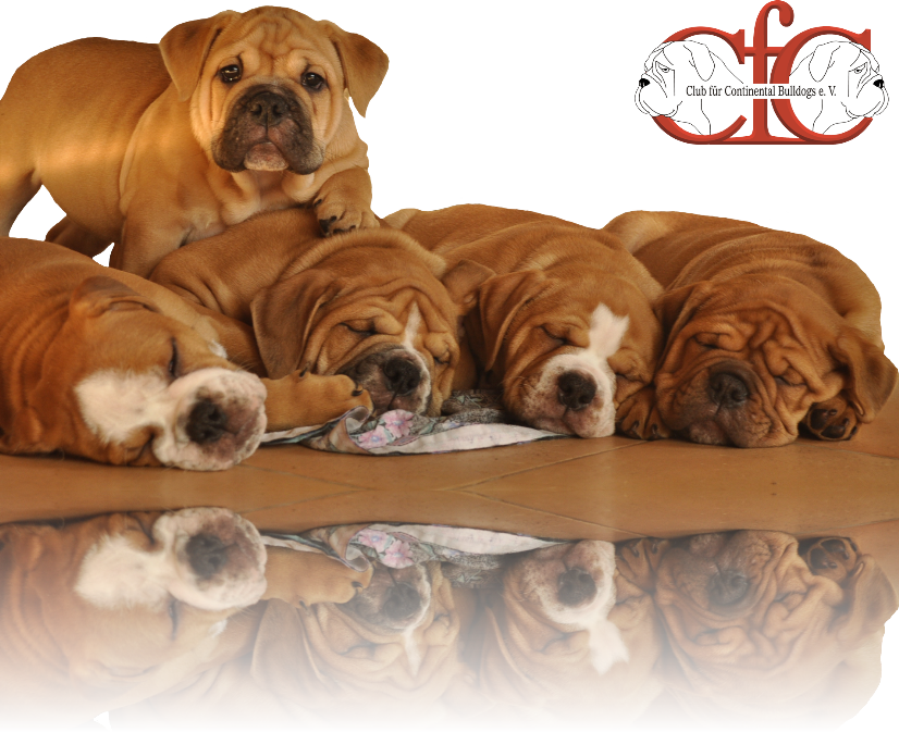 Continental Bulldog Zucht Seeblickbulls