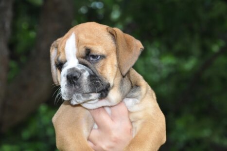 Continental Bulldog Seeblickbulls Antonia