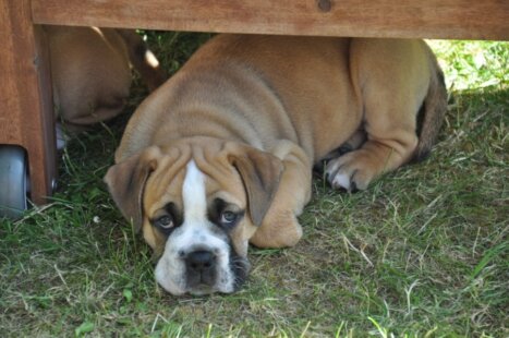 Continental Bulldog Seeblickbulls Anton