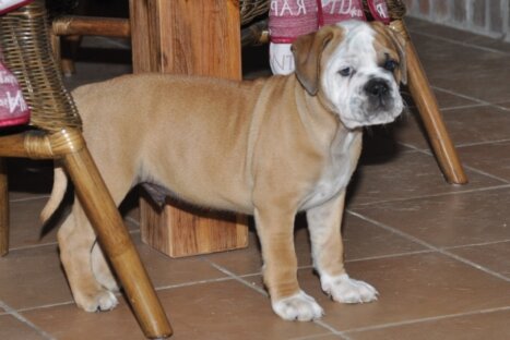 Continental Bulldog Seeblickbulls Al Bruno