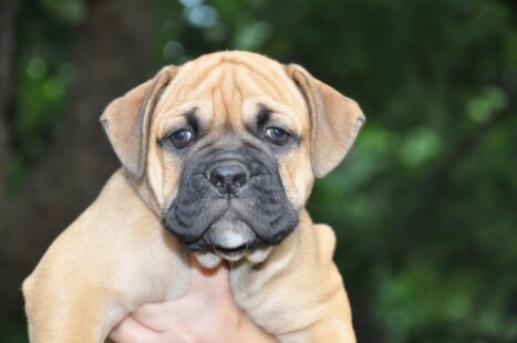 Continental Bulldog Seeblickbulls Anneliese