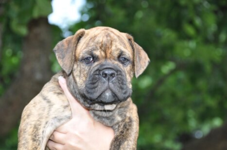 Continental Bulldog Seeblickbulls Aila Numa