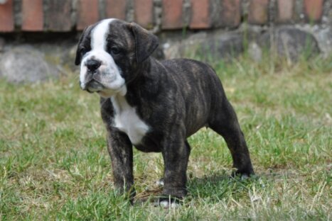 Continental Bulldog Seeblickbulls Attila