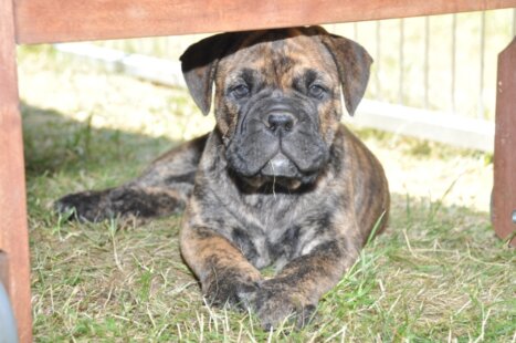 Continental Bulldog Seeblickbulls Artus-Higgens