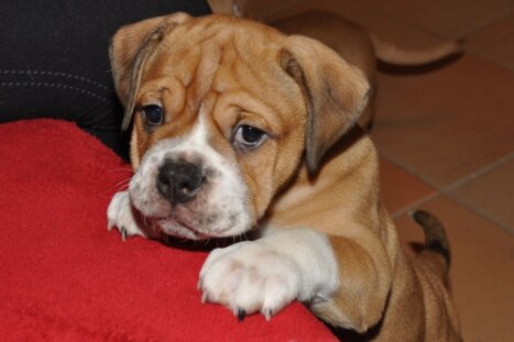 Continental Bulldog Seeblickbulls Bouba