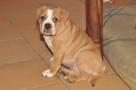 Continental Bulldog Seeblickbulls Bella Marta