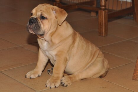 Continental Bulldog Seeblickbulls Big Oskar