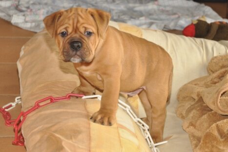 Continental Bulldog Seeblickbulls Bertram