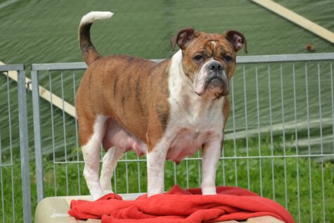 Continental Bulldog Seeblickbulls Frauke