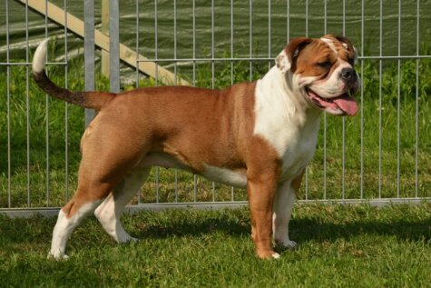 Continental Bulldog Seeblickbulls Josefine