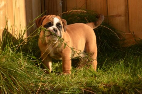 Continental Bulldog Seeblickbulls Duchesse