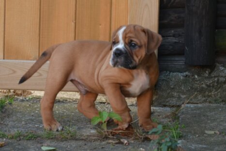 Continental Bulldog Seeblickbulls Don Tristan