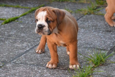 Continental Bulldog Seeblickbulls Dante