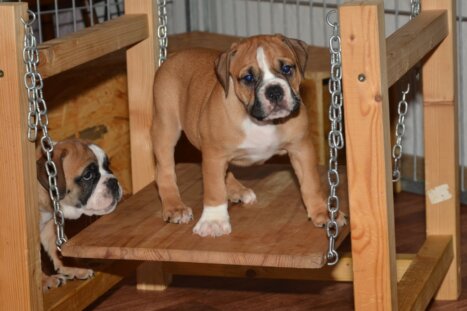 Continental Bulldog Seeblickbulls Donna Mia