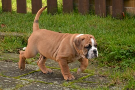 Continental Bulldog Seeblickbulls De Paul