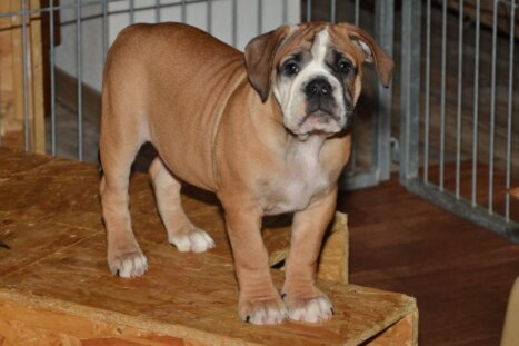 Continental Bulldog Seeblickbulls Dolores