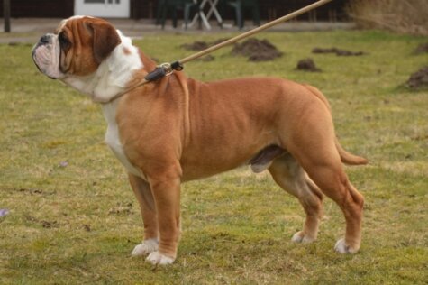 Bulldog-Bogeys EL BANDY