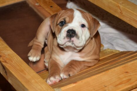 Continental Bulldog Seeblickbulls Emma