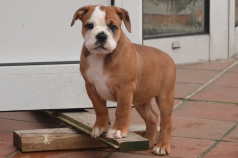 Continental Bulldog Seeblickbulls Elfriede