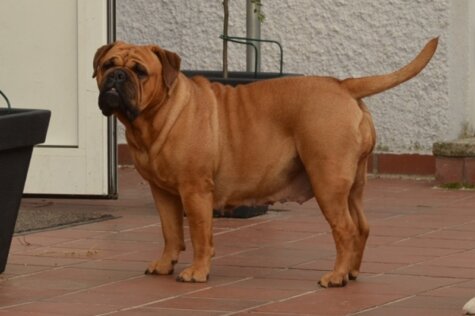 Bulldogman's Haja's Paula