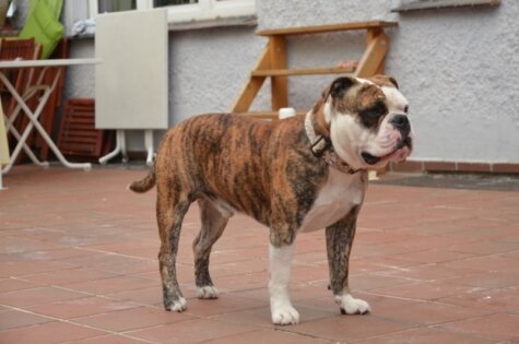 Continental Bulldog Conties Bijoux Earl