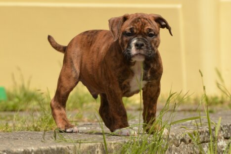 Continental Bulldog Seeblickbulls Fiete