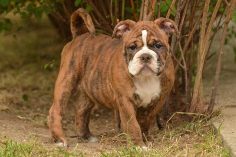 Continental Bulldog Seeblickbulls Franz Hugo