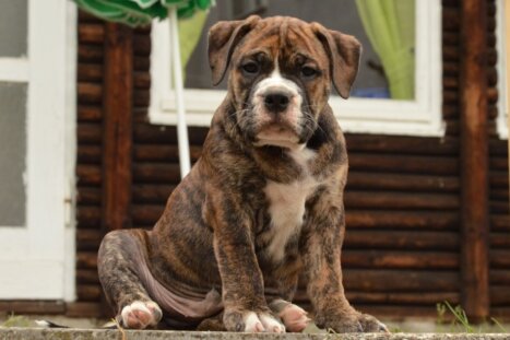 Continental Bulldog Seeblickbulls F. Rommel