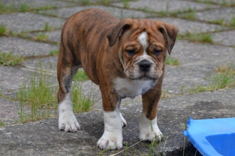 Continental Bulldog Seeblickbulls First Milow