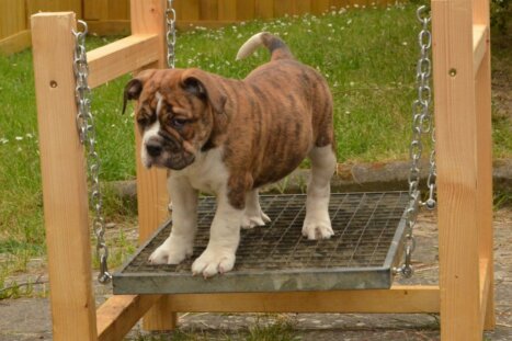 Continental Bulldog Seeblickbulls Frauke