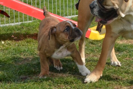 Continental Bulldog Seeblickbulls Gina Abby