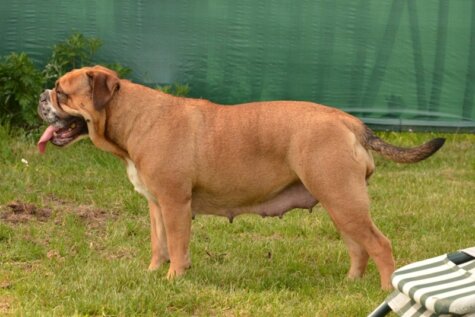 Continental Bulldog Seeblickbulls Ambrosia