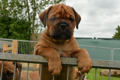 Continental Bulldog Seebklickbulls Haja's Paula's Barney