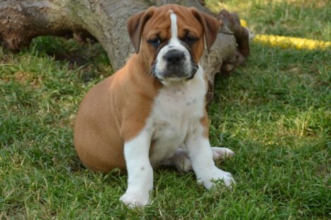 Continental Bulldog Seebklickbulls Hugo Jax