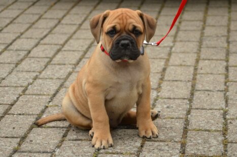 Continental Bulldog Seebklickbulls Heidi