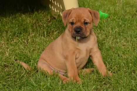 Continental Bulldog Seebklickbulls Henrietta gen. Elly