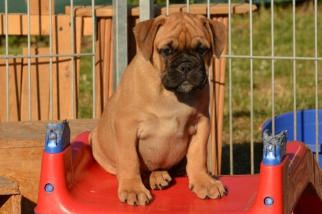 Continental Bulldog Seebklickbulls Hermine