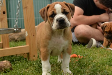 Continental Bulldog Seebklickbulls Holly